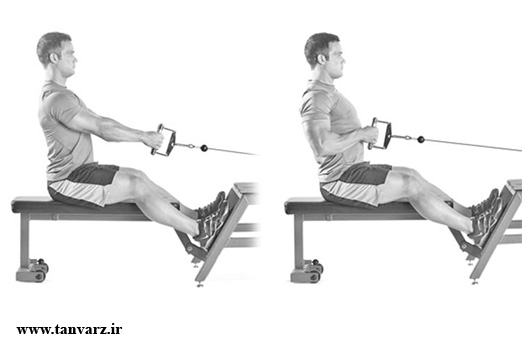 پاروکش کابلی نشسته